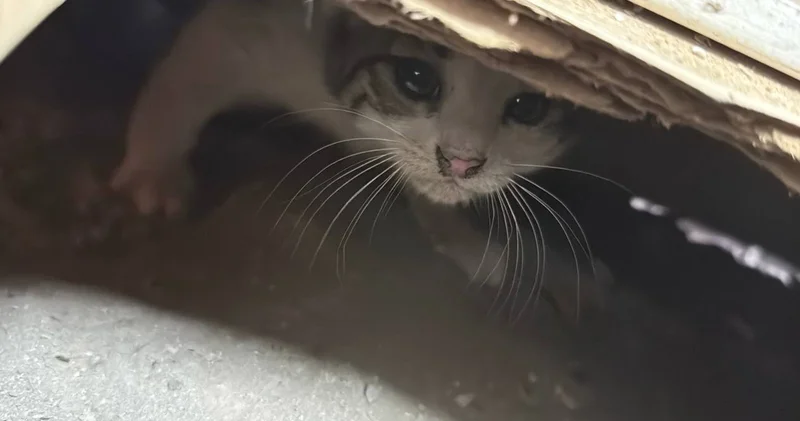 Prefabrik ofisin altında sıkışan kedi yavrusu kurtarıldı