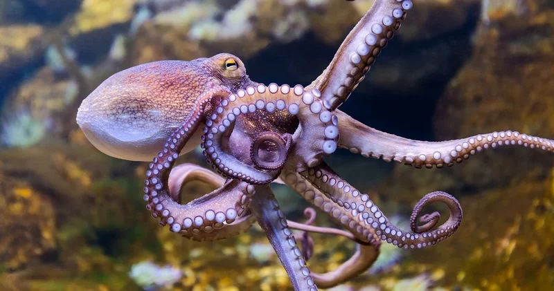 Kalplerin Anatomisi: Doğada çok kalpli canlıların sıra dışı dünyası