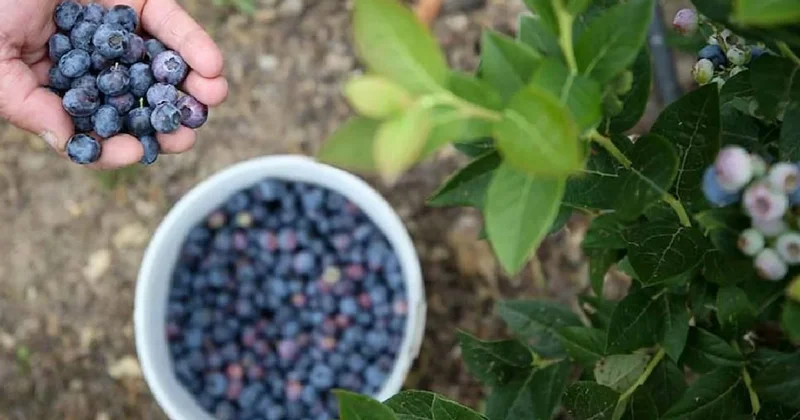 Faydası kadar zararı da büyük: Bu kişiler asla yaban mersini tüketmemeli Sözcü Gazetesi