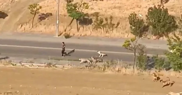 Ankara da sahipsiz köpek sürüsünün vatandaşa saldırısı kamerada VİDEO İZLE