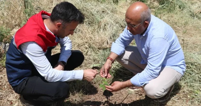 Tam 52. denemede hasat başarılı oldu: 1800 rakımlı bölgede verim patlaması yaşandı Sözcü Gazetesi