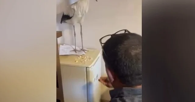 Yaralı leyleği sığındığı iş yerinde elleriyle besledi Bursa Haberleri