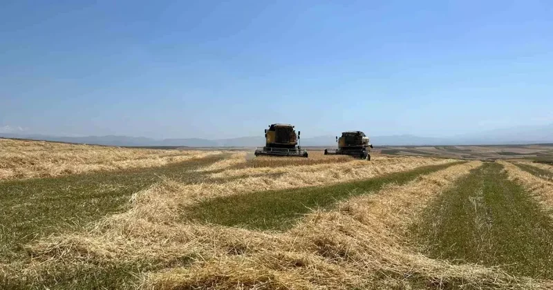 Kars ta Ata Tohumu İle Büyük Bereket