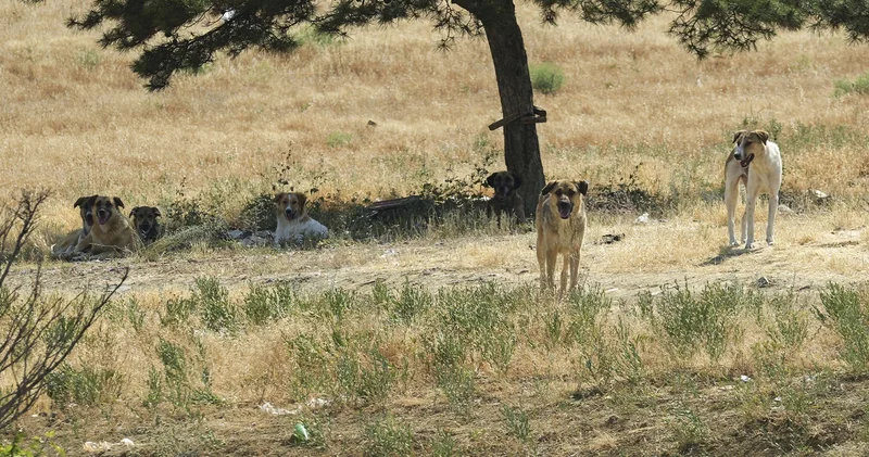 Ankara da sahipsiz köpekler dehşet saçtı