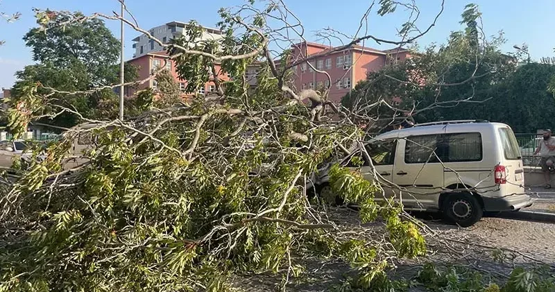 Aydın’da süs ağacı araçların üzerine devrildi
