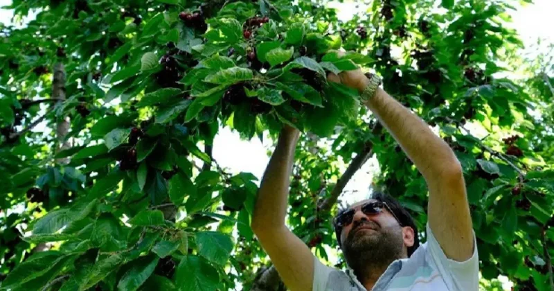 Türkiye için önemli bölge! Hasat dönemi başladı: Bu yıl 150 TL den...