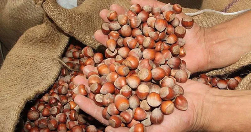 Fındık işçilerinin günlük yevmiyesi belli oldu