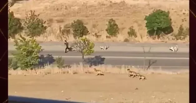 Ölümden kaçış! Köpek sürüsünün saldırısı kameralara böyle yansıdı