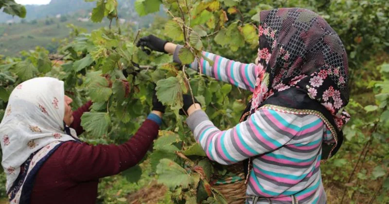 Ordu da fındıkta işçi yevmiyesi ve diğer ücretler açıklandı