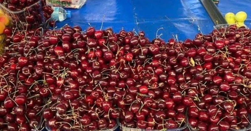 Tarımda iktidar sınıfta kaldı, kiraz zengine kaldı Sözcü Gazetesi