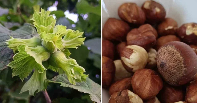 Ordu da fındık toplama işçi ücreti bin 200 lira olarak belirlendi Ordu Haberleri