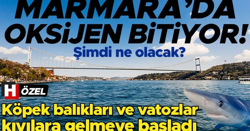 Marmara Denizi’nde oksijen bitiyor! Köpek balıkları ve vatozlar kıyılara gelmeye başladı… Şimdi ne olacak?