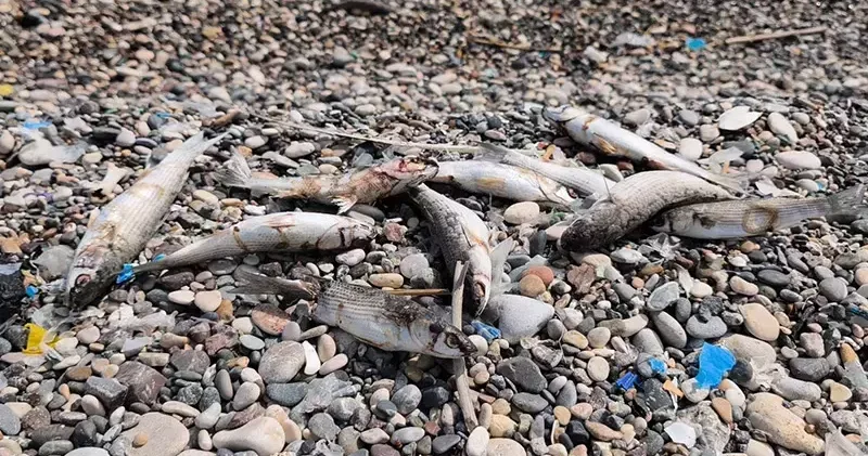 Mersin de sahilde görülen balık ölümlerine inceleme