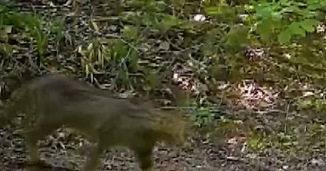 Bursa’da yaban kedisi fotokapanla görüntülendi VİDEO İZLE