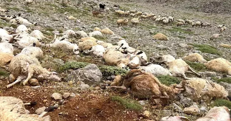 Ovacık ta Yıldırım 200 Koyunu Telef Etti