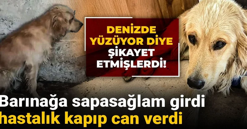 Denizde yüzüyor diye şikayet etmişlerdi! Barınağa sapasağlam girdi, hastalık kapıp can verdi