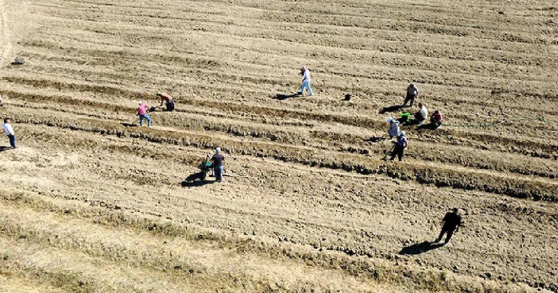 Kilosu 450 bin lira: Hasat bitti, ekim başladı Sözcü Gazetesi