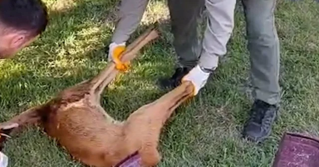 Kırklareli’nde yaralı karaca tedaviye alındı VİDEO İZLE