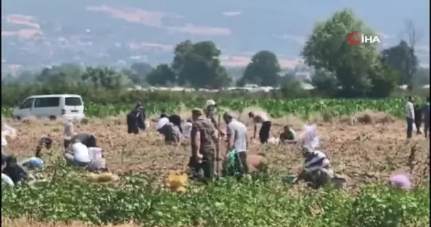 Bursa’da örnek dayanışma: Çiftçi patates tarlasını vatandaşa açtı