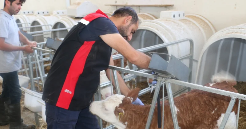 Erzincan’da şap hastalığını önlemek amacıyla yoğun aşı programı uygulanıyor Sözcü Gazetesi