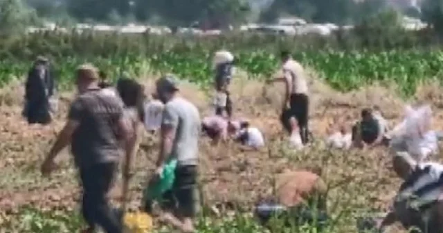Bursa da bir çiftçi tarlasındaki patatesleri vatandaşlara ücretsiz dağıttı VİDEO İZLE