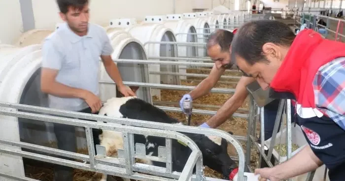 Erzincan il genelinde tüm hayvanlar şap hastalığına karşı aşılanıyor