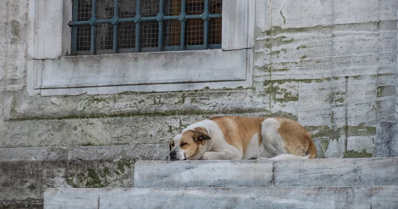 Türkiye de 6.5 milyon sahipsiz köpek var!