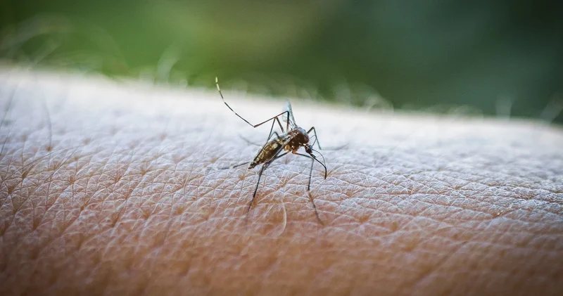 Çin de görülen ve hızla yayılan Chikungunya virüsünden korkmalı mıyız?