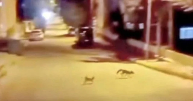 Kedi tarafından saldırıya uğrayan tilki çareyi kaçmakla buldu Hayat Haberleri