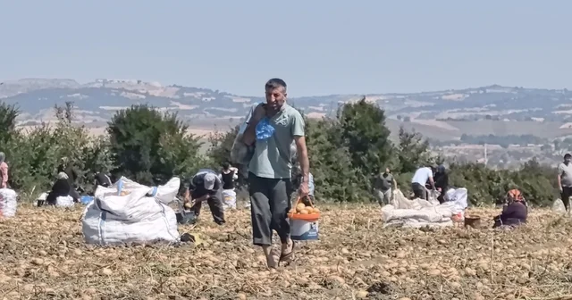 Tarlasındaki patatesleri ücretsiz dağıttı Bursa Haberleri