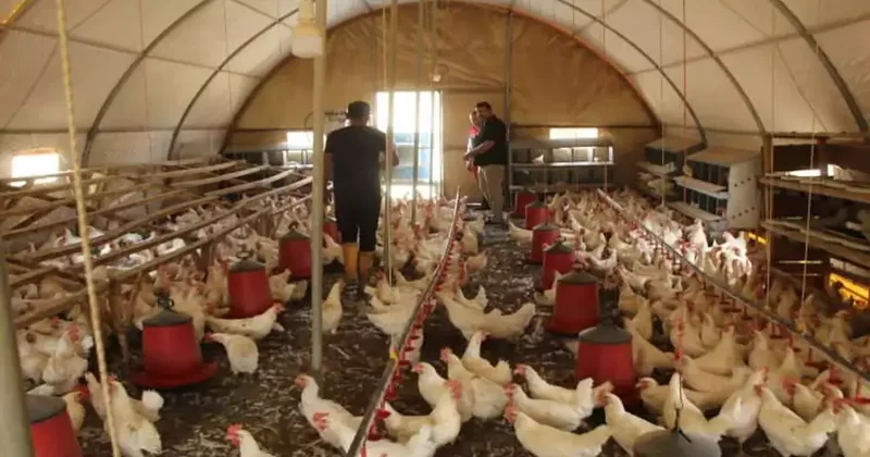 30 tavukla başladı! Bulduğu meşgale hayatını değiştirdi