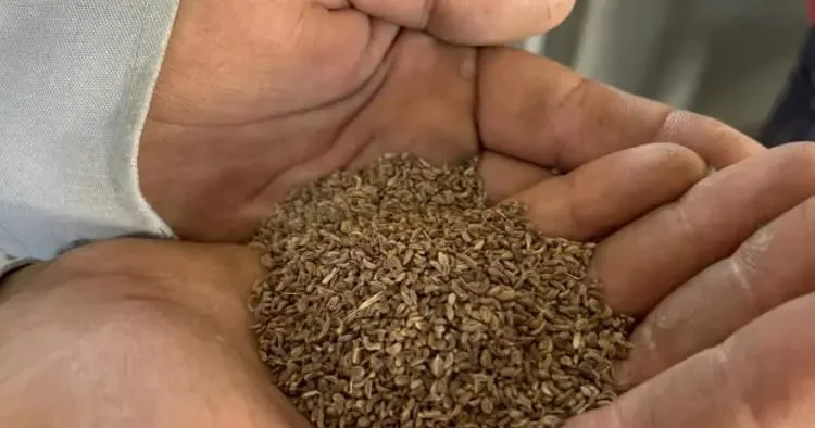 Tarlada kilosu 100 TL! Hasat başladı