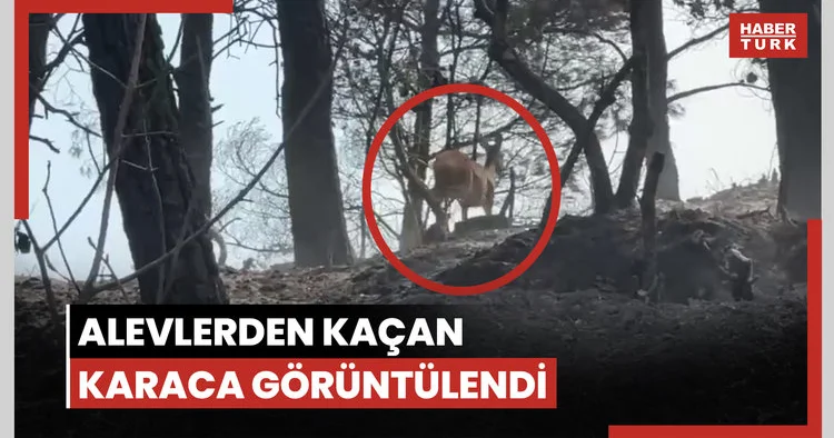 Gelibolu yangınında alevlerden kaçan karaca görüntülendi