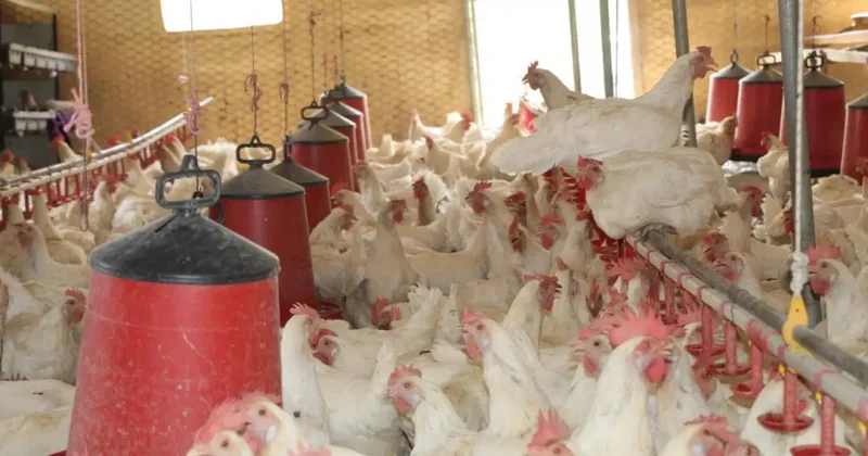 30 tavukla başladı, 1.700 tavuğa ulaştı! Bölgeye örnek oldu