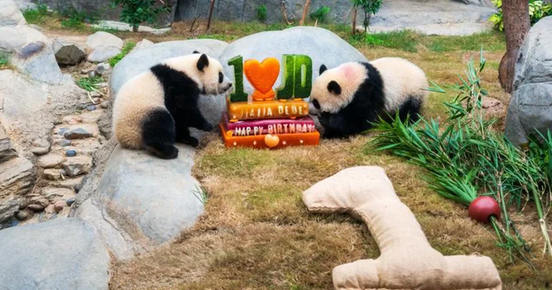 İkiz pandalar Jia Jia ve De De, 1 yaşına girdi