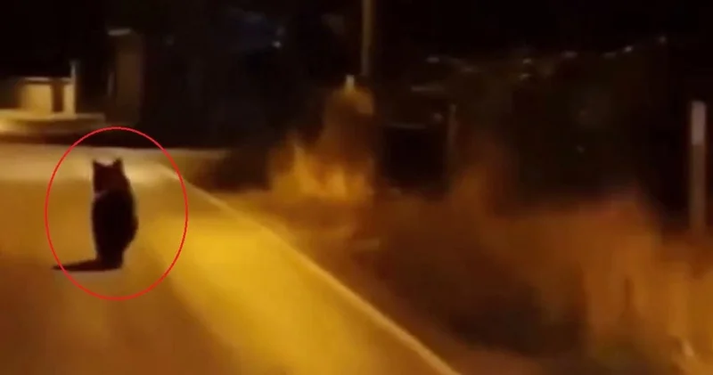 Köy yoluna indi arkasına bakmadan koştu!