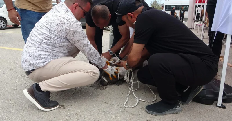 Malatya da başıboş pitbull cinsi köpeğin saldırdığı kadın yaralandı