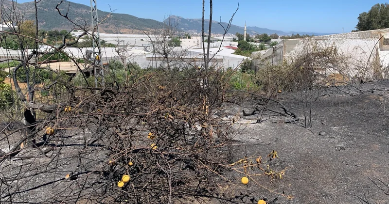 Mersin de zirai alanda çıkan yangın ormana sıçramadan söndürüldü