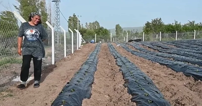 Denemeler sonuç verdi 53 bahçe birden kuruldu: Üretmek isteyen o köye yerleşiyor Sözcü Gazetesi