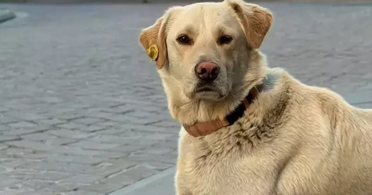 İstanbul daki banka şubesinde ilginç olay: Karşılarında köpeği görünce şaşkına döndüler