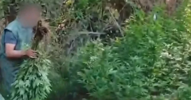 Hevsel Bahçeleri nde 30 bin kök Hint keneviri imha edildi VİDEO İZLE