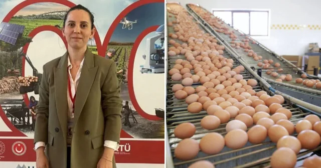 Genç çiftçi yapay zekayla yumurtada kalite ve verimi hedefliyor Aktüel Haberleri