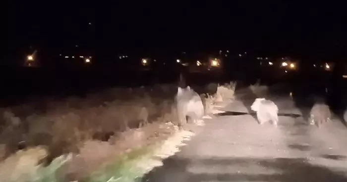 Bal avcısı ayılar ikinci kez arı kovanını saldırdı