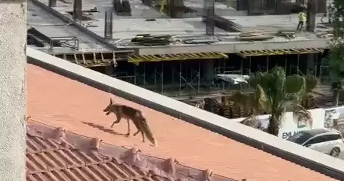 Çatıya çıkan tilki ekipleri harekete geçirdi