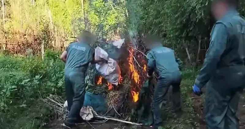 Diyarbakır’da 5,3 ton esrar üretilebilecek 30 bin kök kenevir ele geçirildi