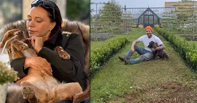 Oğulları ve gelinleriyle küstüler… Kendilerini çiftlik yaşamının kollarına attılar