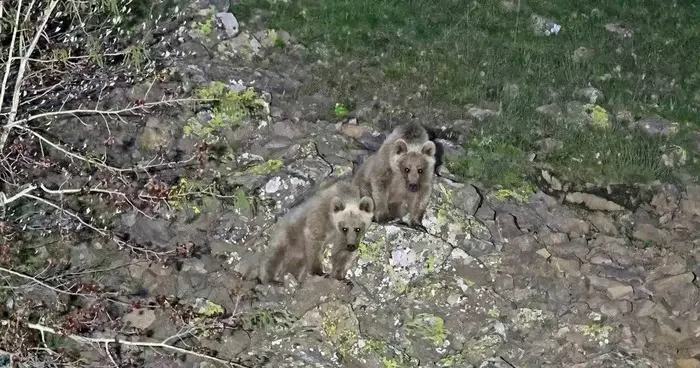 Nemrut’un maskot ayıları kış uykusundan uyandı