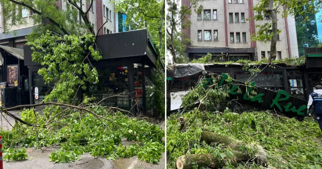 Kocaeli de şiddetli rüzgar ve yağış çınar ağacını devirdi: Yol üstündeki kafe hasar aldı Kocaeli Haberleri