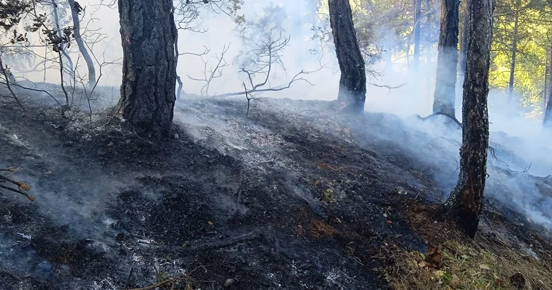 Bolu da örtü yangını: 1 hektar zarar gördü