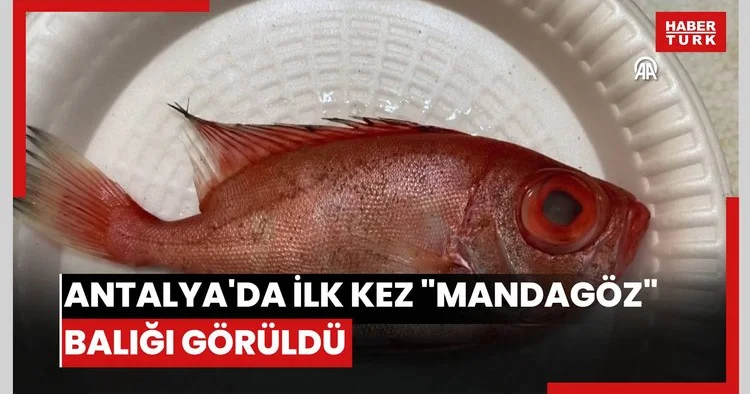 Antalyada ilk kez mandagöz balığı görüldü